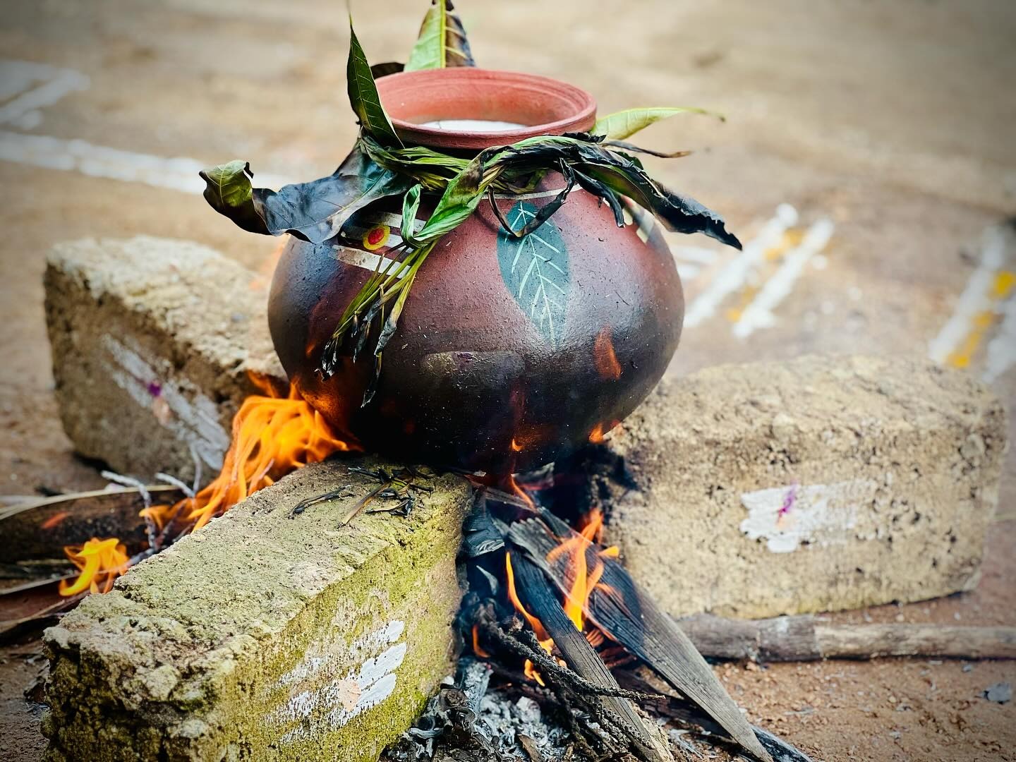 Pongal- a day of festivities in Jaffna - Colombo Times